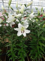 [4181 Maytime VH No01.JPG]